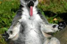 Animals The Inspiration for Yoga?