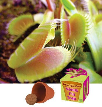 Grow Your Own Venus Fly Trap