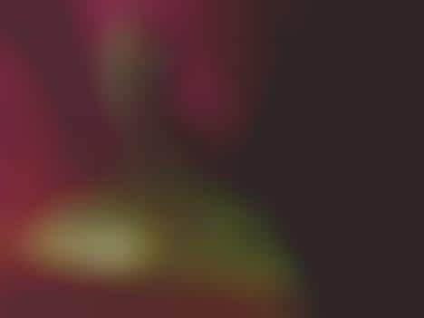 Fiendish Curiosities