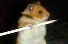 13 Hilarious Hamsters
