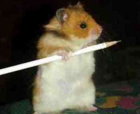 13 Hilarious Hamsters