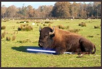 Animals With Lightsabers Image 5