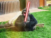Animals With Lightsabers Image 6