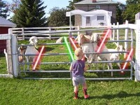 Animals With Lightsabers Image 7