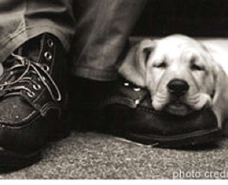 24 Innovative Pups