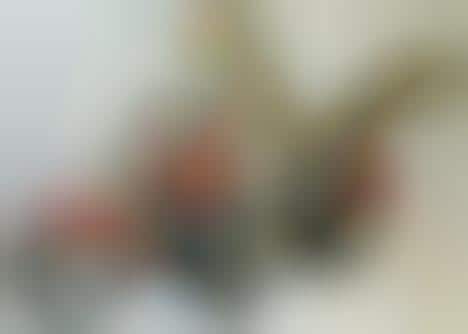 Personified Squirrels