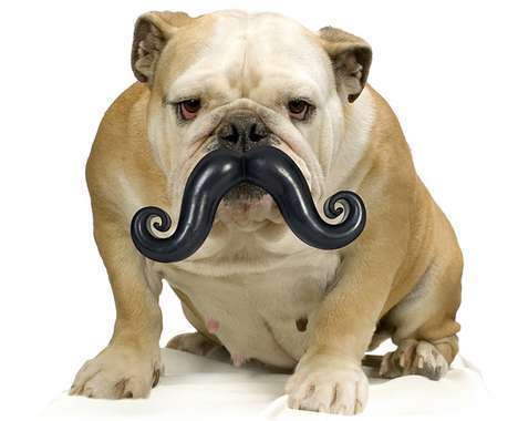 15 Fetching Pet Toys