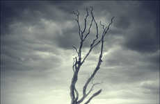 Sombre Nature Photography