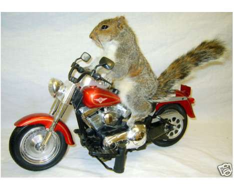 51 Pieces of Offbeat Taxidermy