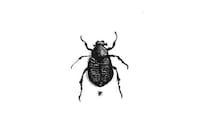 Endangered Species Inks Image 4