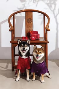 Festive Pet Apparel Drops Image 1