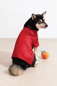 Festive Pet Apparel Drops Image 2