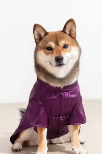 Festive Pet Apparel Drops Image 3