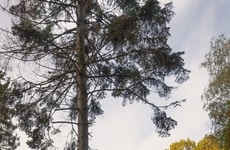 Fireplace-Centered Retro Bungalows