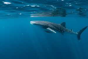 Whale Shark Protection Initiatives Article Thubnail