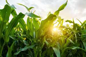 Sustainable Agriculture Programs Article Thubnail