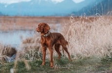 Stylish GPS Dog Collars