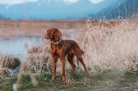 Stylish GPS Dog Collars Image 1