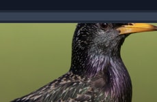 Mindful Browser Extensions