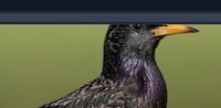 Mindful Browser Extensions Image 1