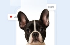 Pet Social Networks