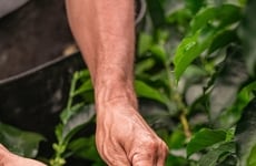 Responsible Coffee Expansion Efforts