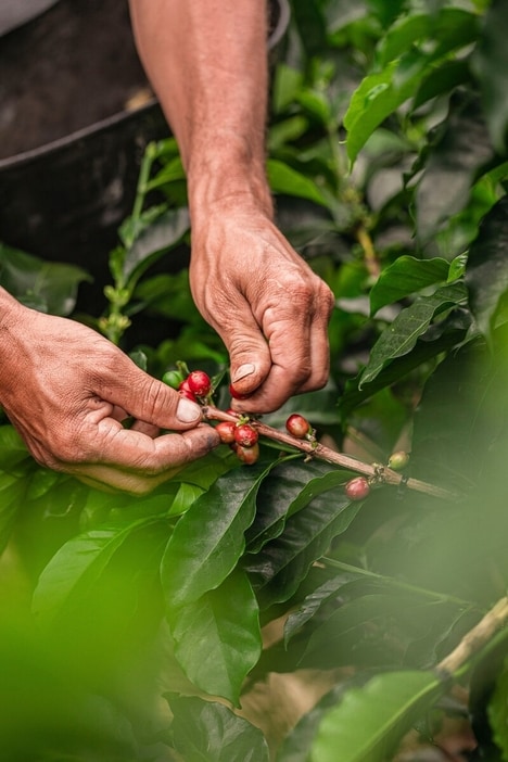 Responsible Coffee Expansion Efforts