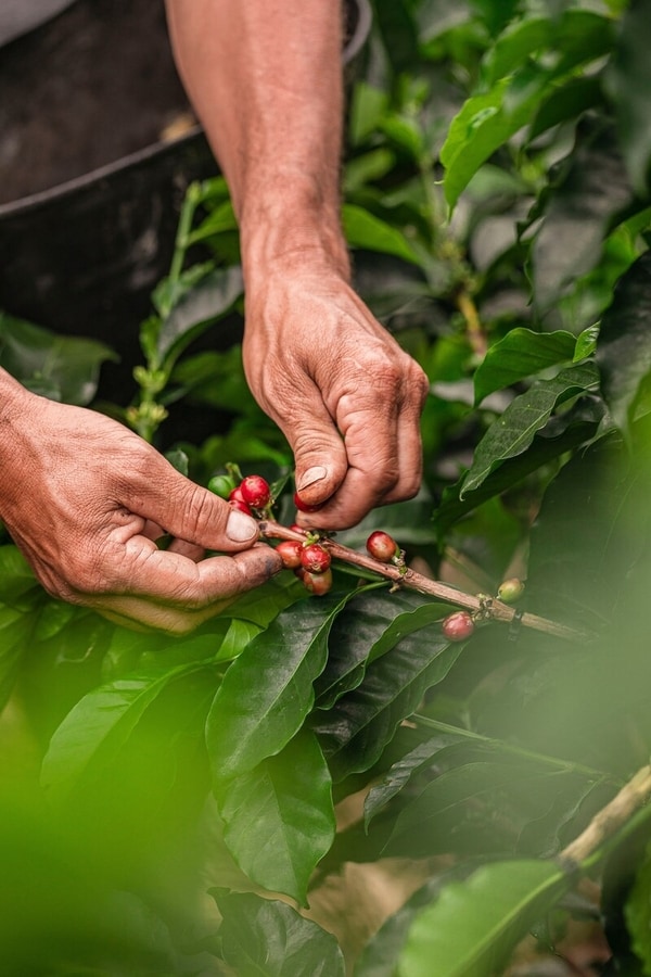 Responsible Coffee Expansion Efforts