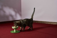 Wide Ceramic Cat Bowls Image 2