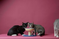 Wide Ceramic Cat Bowls Image 3