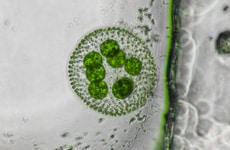 Microalgae-Based Barrier Coatings