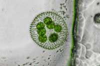 Microalgae-Based Barrier Coatings Image 1