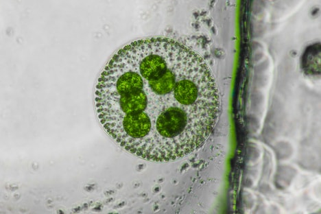 Microalgae-Based Barrier Coatings