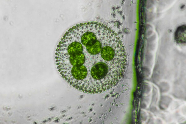 Microalgae-Based Barrier Coatings