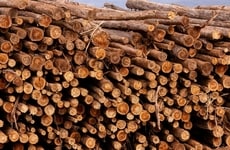 Low-Chemical Eucalyptus Lines