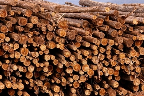 Low-Chemical Eucalyptus Lines