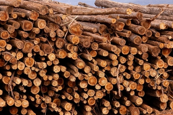 Low-Chemical Eucalyptus Lines