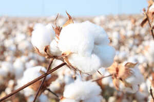 Sustainable Cotton-Focused Projects Article Thubnail