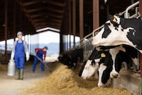 AI Dairy Assistant Platform