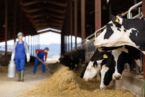 AI Dairy Assistant Platform