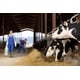 AI Dairy Assistant Platform Image 1