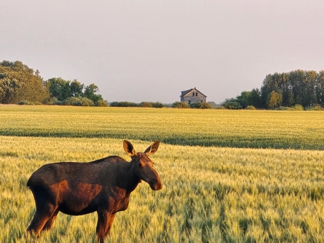 Prairie Fibre Bioplastics