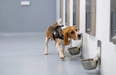 Canine Breath-Analysis Services