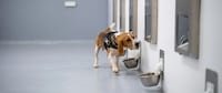 Canine Breath-Analysis Services Image 1