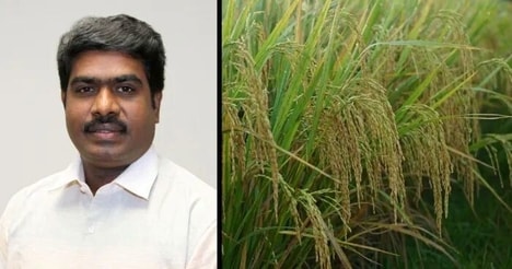 Functional Rice Bran Compounds