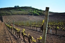 Single-Vineyard Geographical Indications