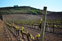 Single-Vineyard Geographical Indications Image 1