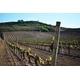 Single-Vineyard Geographical Indications Image 1