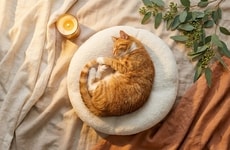 Orthopedic Cat Beds