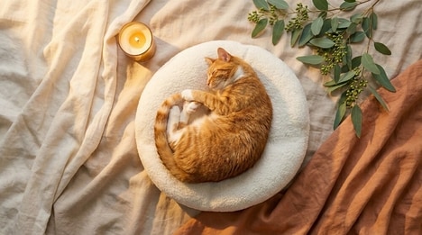 Orthopedic Cat Beds
